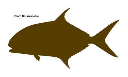 13-INCH POMPANO (R)