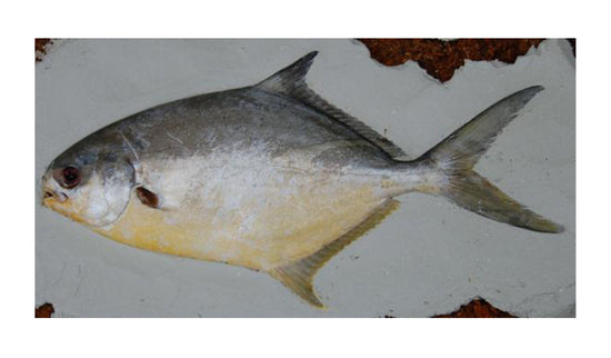 14-INCH POMPANO