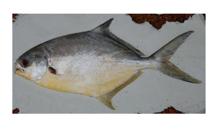 14-INCH POMPANO