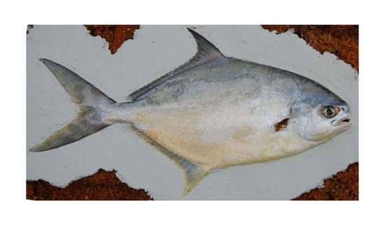15-INCH POMPANO