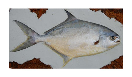 15-INCH POMPANO