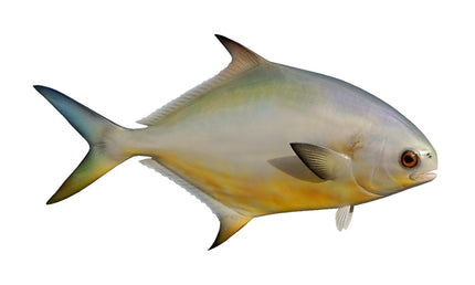 16-INCH POMPANO