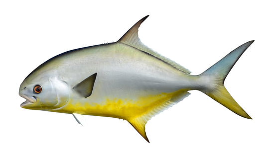 18-INCH POMPANO (L)