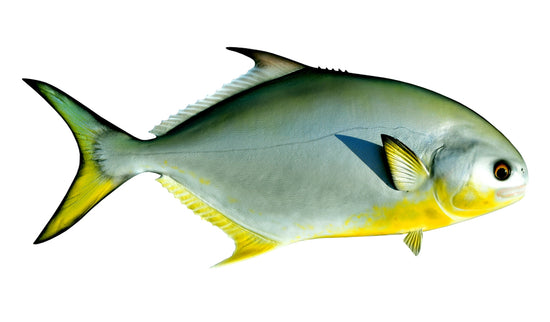 18-INCH POMPANO (R)