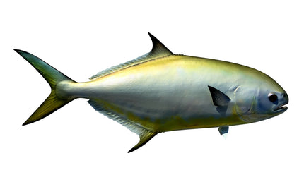 22-INCH POMPANO