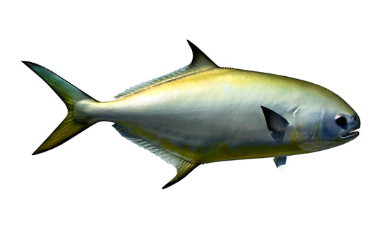 22-INCH POMPANO