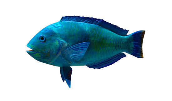 15-INCH PUDDINGWIFE (MALE)