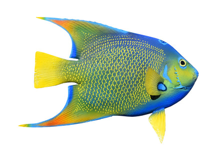 Collection image for: ANGELFISH, QUEEN