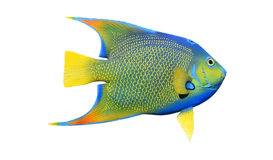 10-INCH QUEEN ANGELFISH