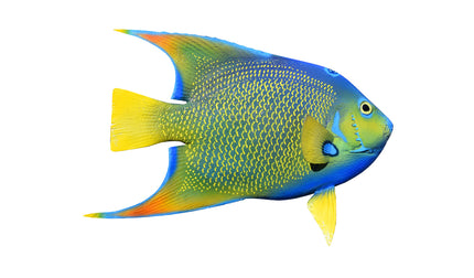 10-INCH QUEEN ANGELFISH