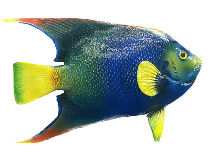 Collection image for: ANGELFISH, QUEEN