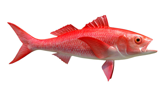 Queen Snapper Fish Mounts | King Sailfish Mounts