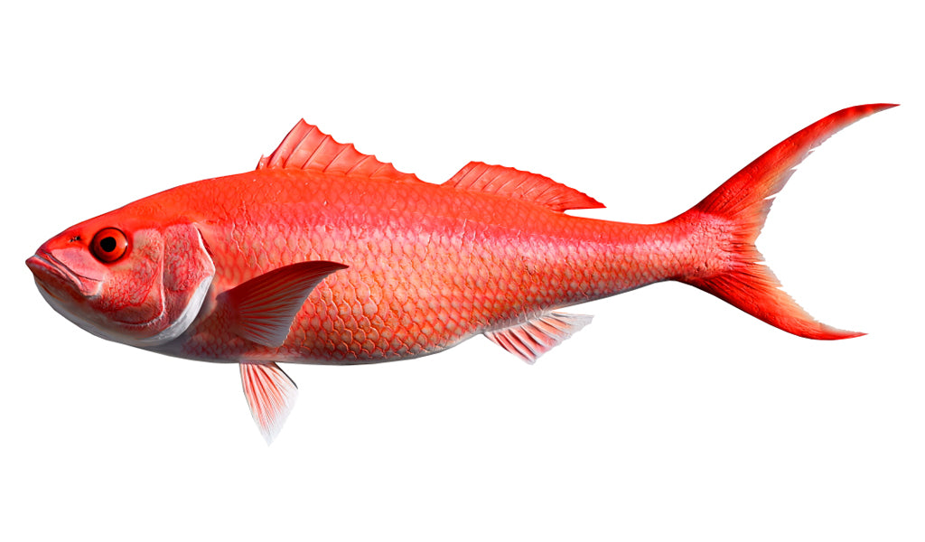 43-Inch Queen Snapper Fish Mount | King Sailfish Mounts