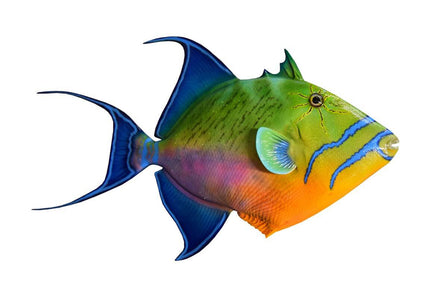 Collection image for: TRIGGERFISH, QUEEN