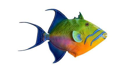 22-INCH QUEEN TRIGGERFISH