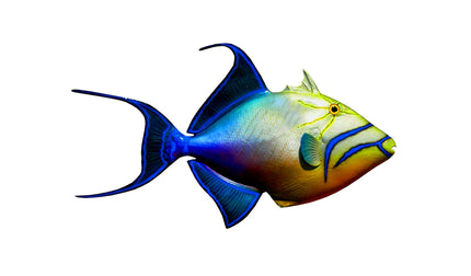 23-INCH QUEEN TRIGGERFISH
