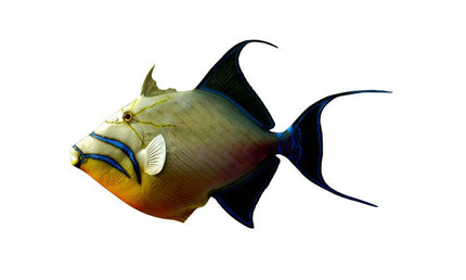 24-INCH QUEEN TRIGGERFISH