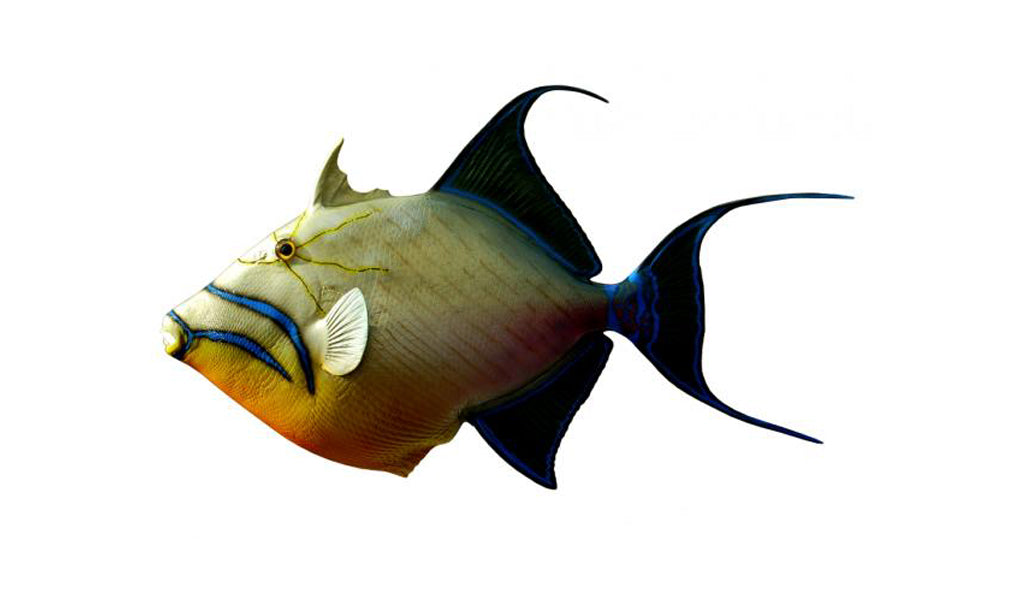 24-Inch Queen Triggerfish Fish Mount | King Sailfish Mounts