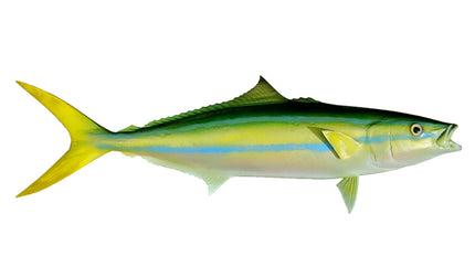 22-INCH RAINBOW RUNNER