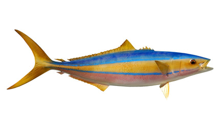 29-INCH RAINBOW RUNNER