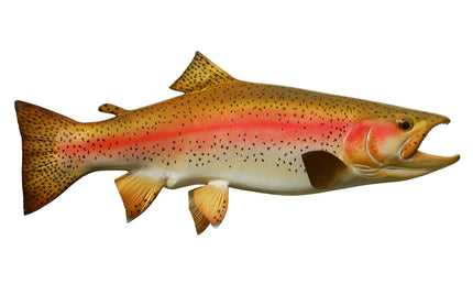 18-INCH RAINBOW TROUT