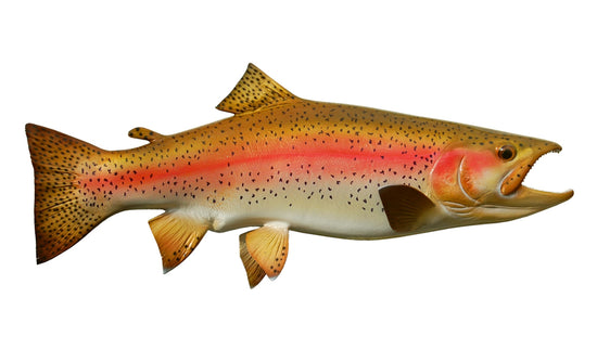 18-INCH RAINBOW TROUT