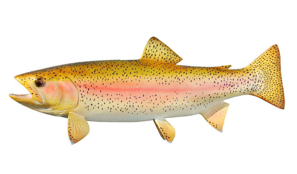 19-Inch Rainbow Trout Fish Mount | King Sailfish Mounts