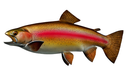 21-INCH RAINBOW TROUT