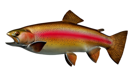 21-INCH RAINBOW TROUT