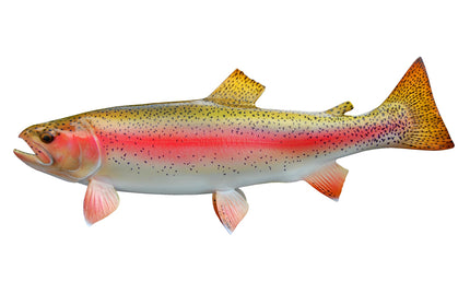 23-INCH RAINBOW TROUT