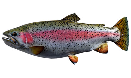 24-INCH RAINBOW TROUT (L)