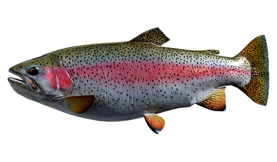 24-INCH RAINBOW TROUT (L)