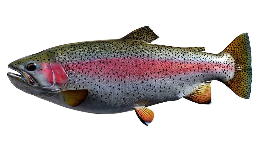 24-Inch Rainbow Trout (L) Fish Mount | King Sailfish Mounts