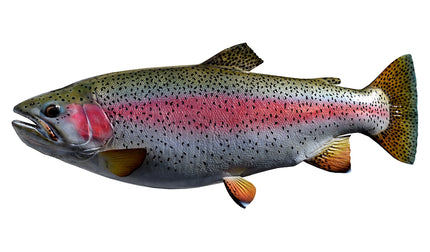 24-INCH RAINBOW TROUT (L)