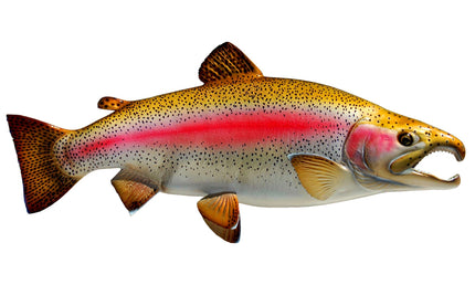 24-INCH RAINBOW TROUT (R)