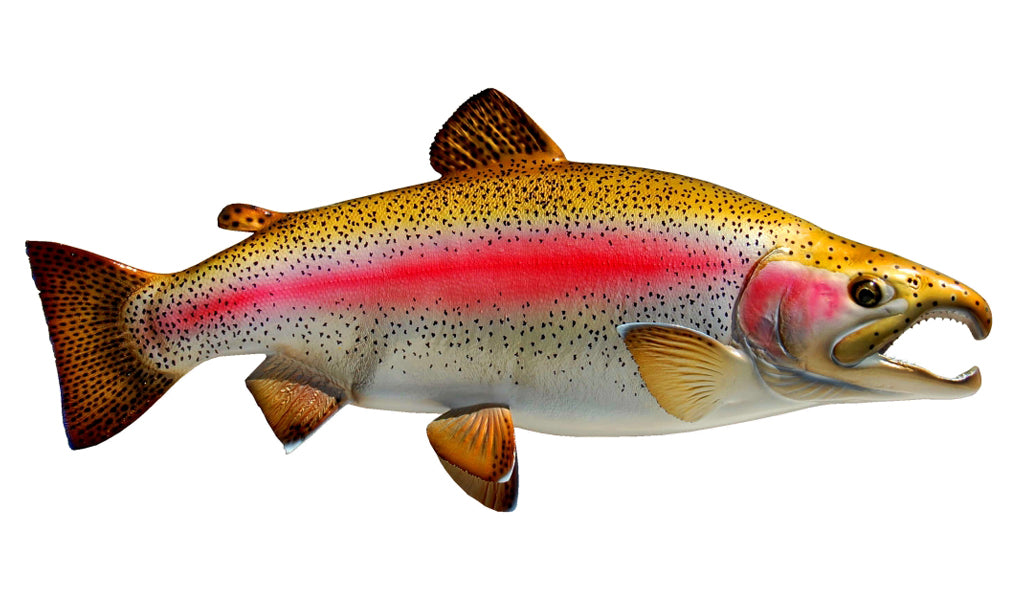 24-Inch Rainbow Trout (R) Fish Mount | King Sailfish Mounts