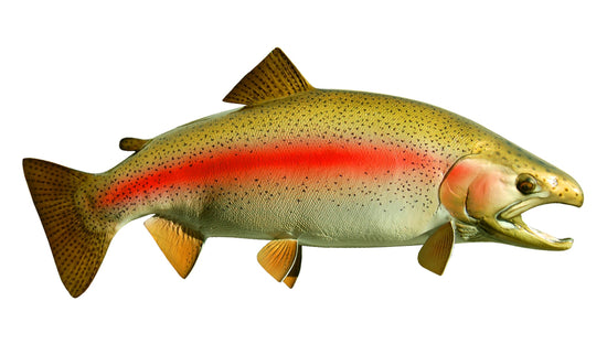 25-INCH RAINBOW TROUT