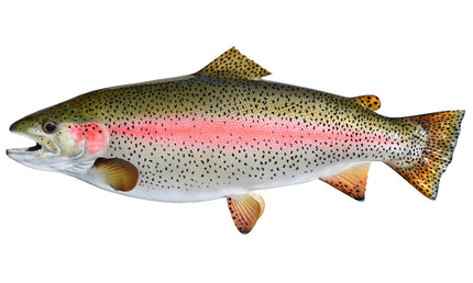 26-INCH RAINBOW TROUT (L)