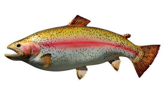 28-INCH RAINBOW TROUT