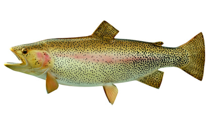 28-INCH RAINBOW TROUT (L)