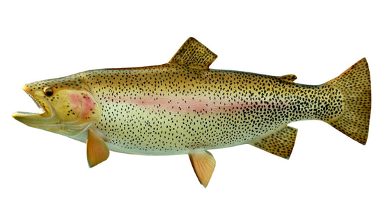 28-INCH RAINBOW TROUT (L)