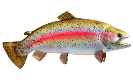 29-INCH RAINBOW TROUT