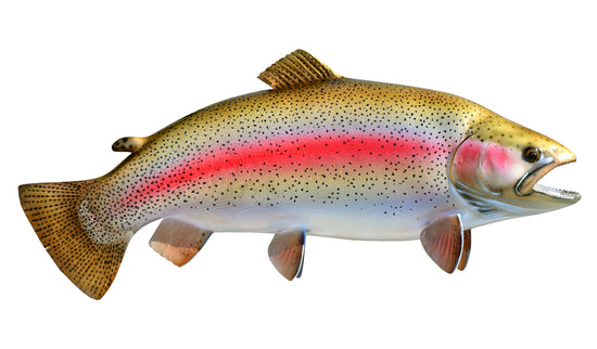 29-INCH RAINBOW TROUT