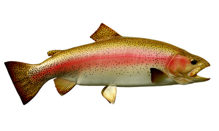 30-INCH RAINBOW TROUT