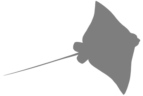 38-INCH EAGLE SPOTTED RAY BLANK, STANDARD