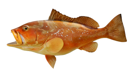 25-INCH RED GROUPER