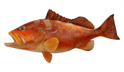 29-INCH RED GROUPER