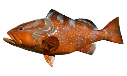 32-INCH RED GROUPER