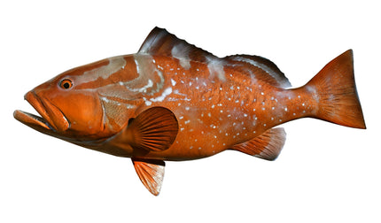 32-INCH RED GROUPER