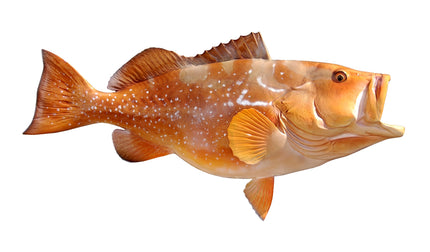 34-INCH RED GROUPER